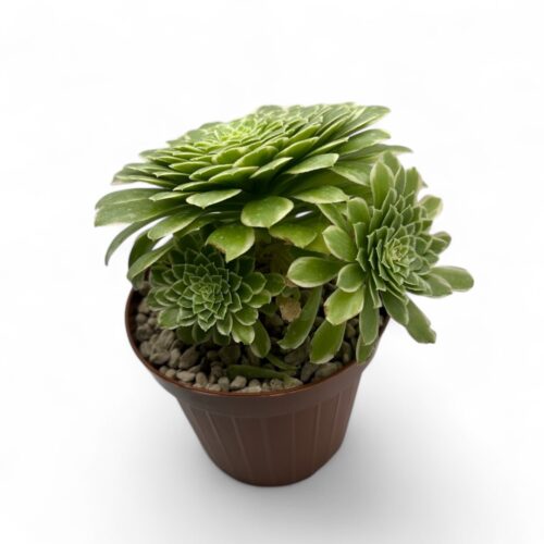 Aeonium 'Emerald Ice' Ø 10,5 cm