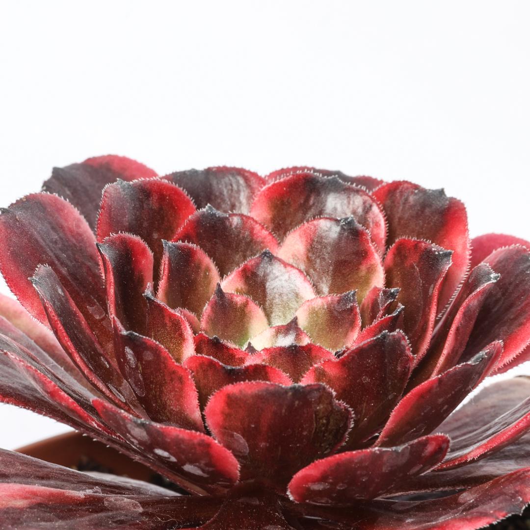 Aeonium Evening Glow Ø 12 cm