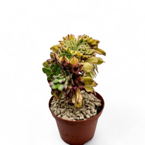 Aeonium Fendai crestata Ø 10,5 cm