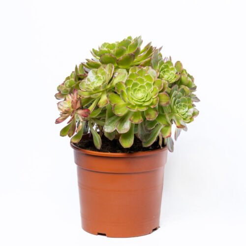 Aeonium Fiesta Ø 17 cm
