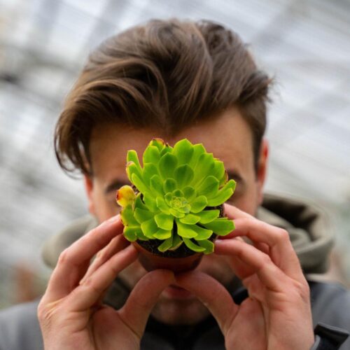 Aeonium Fiesta Ø 8,5 cm