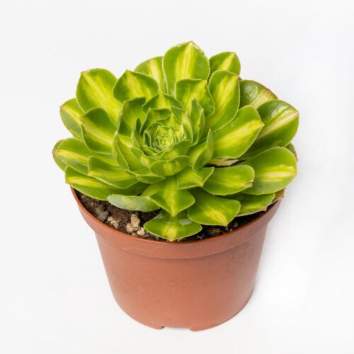 Aeonium Gold Jadeite Ø 10.5 cm