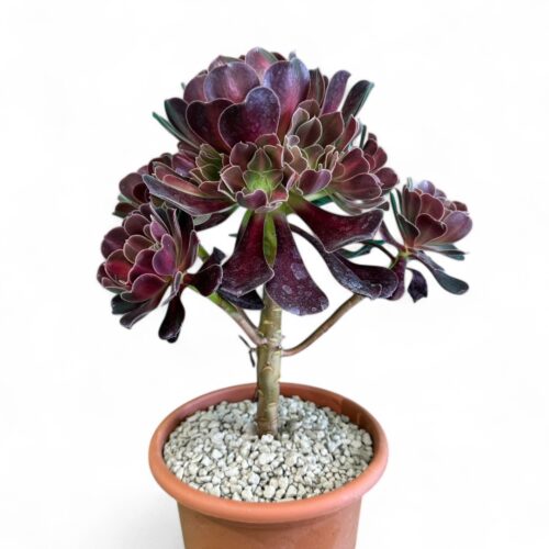 Aeonium Kilimanjaro Ø 18 cm