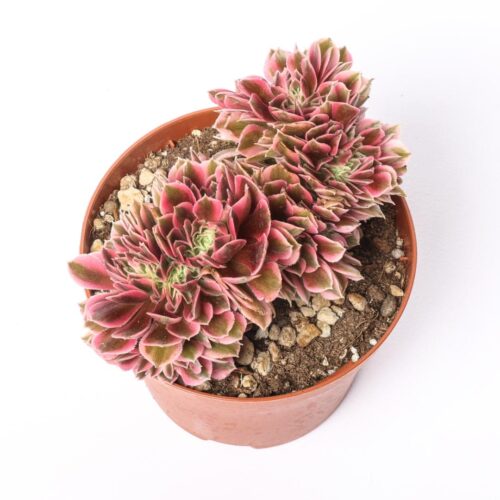 Aeonium Pink Witch crestato Ø 12 cm