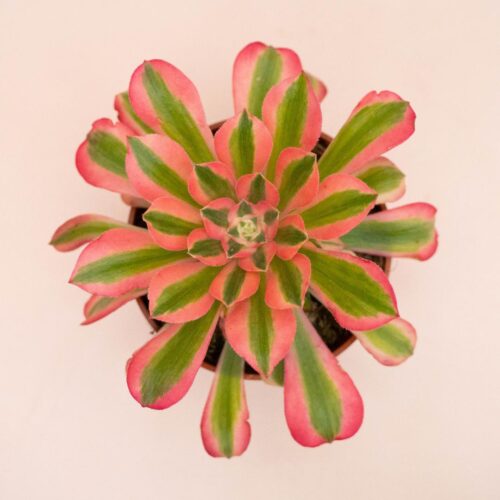Aeonium Pink Witch Ø 13 cm