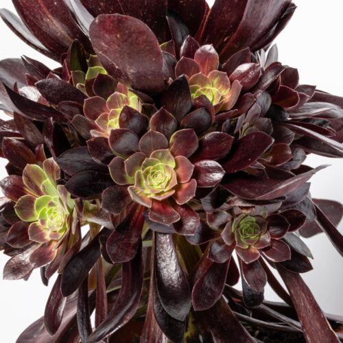 Aeonium Super Bang Ø 17 cm