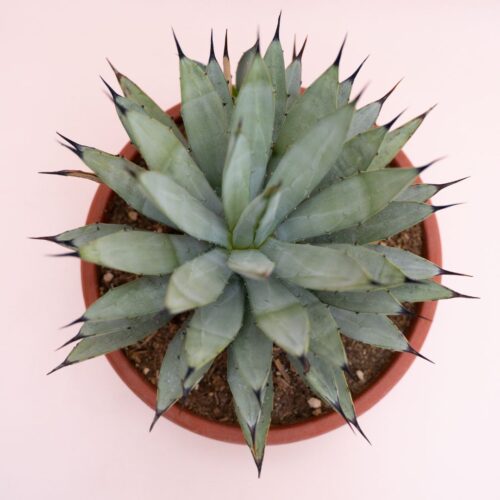 Agave macroacantha Ø 25 cm cod.1329