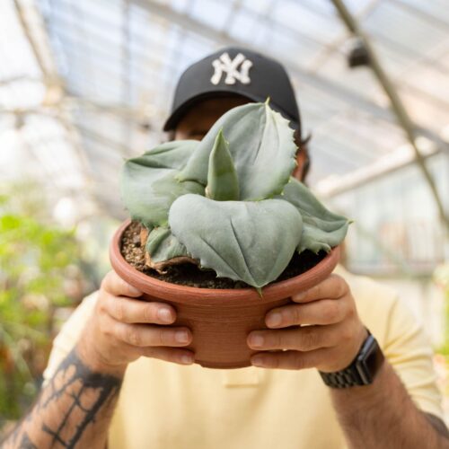 Agave marmorata Papilio Platanoides Ø 20 cm 765F