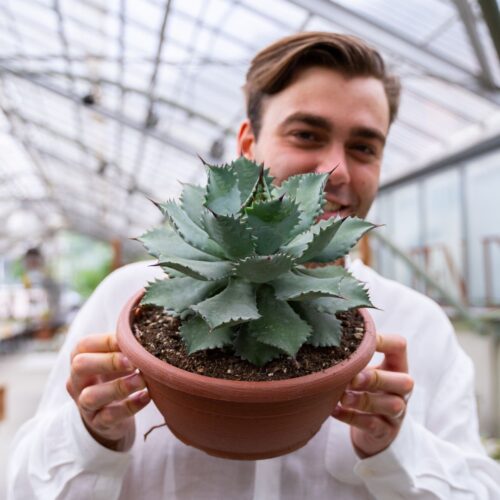 Agave potatorum Ø 25 cm cod.1330