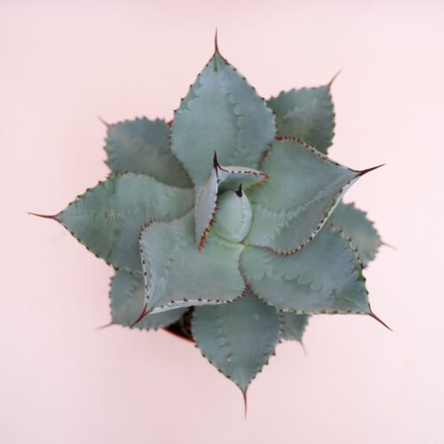 Agave pygmaea cv. Dragon Toes Ø 15 cm 1317