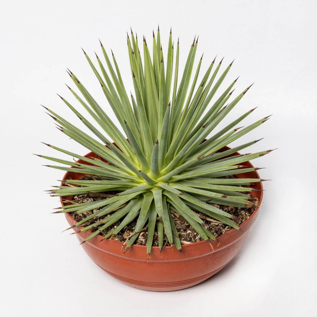 Agave stricta nana Ø 17 cm