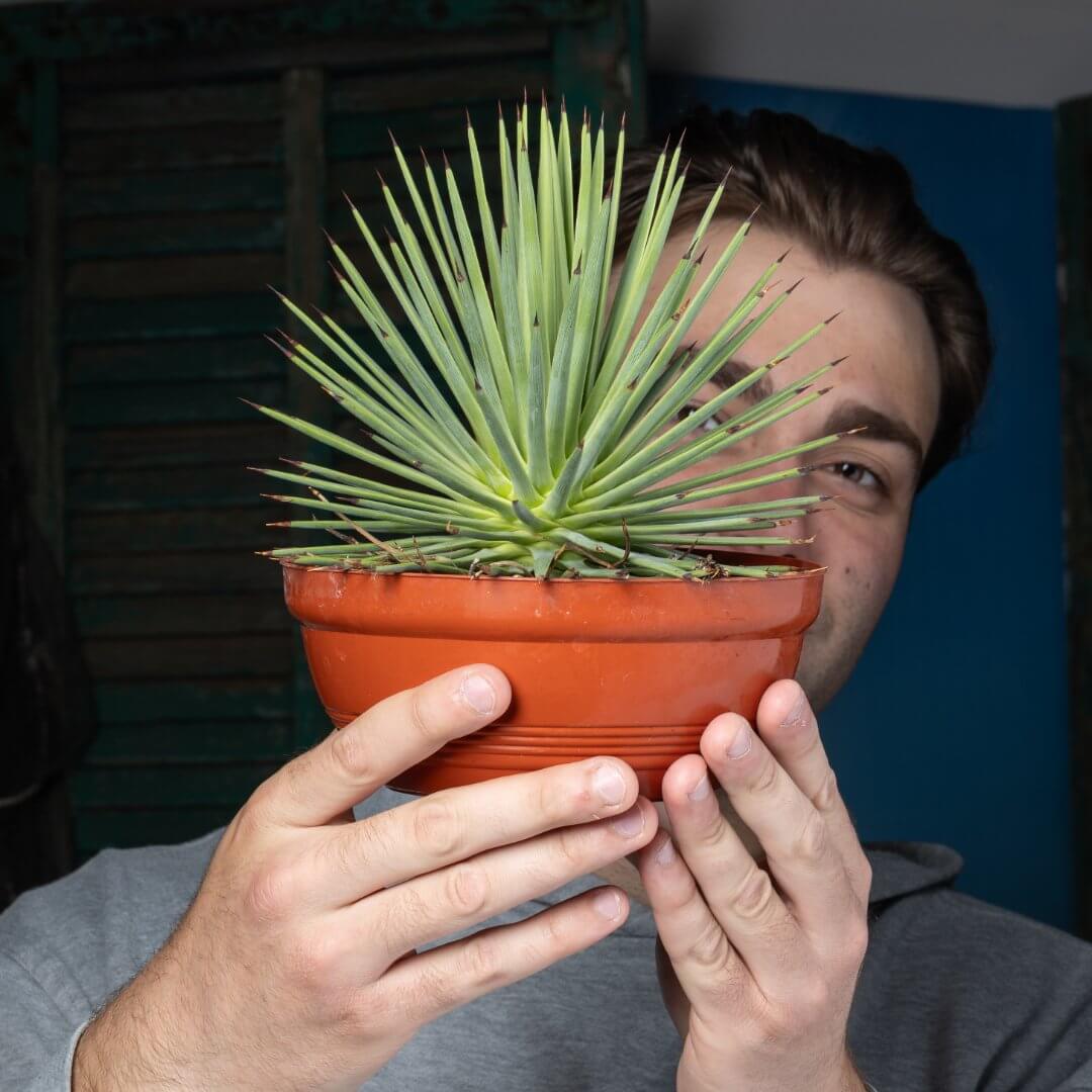 Agave stricta nana Ø 17 cm