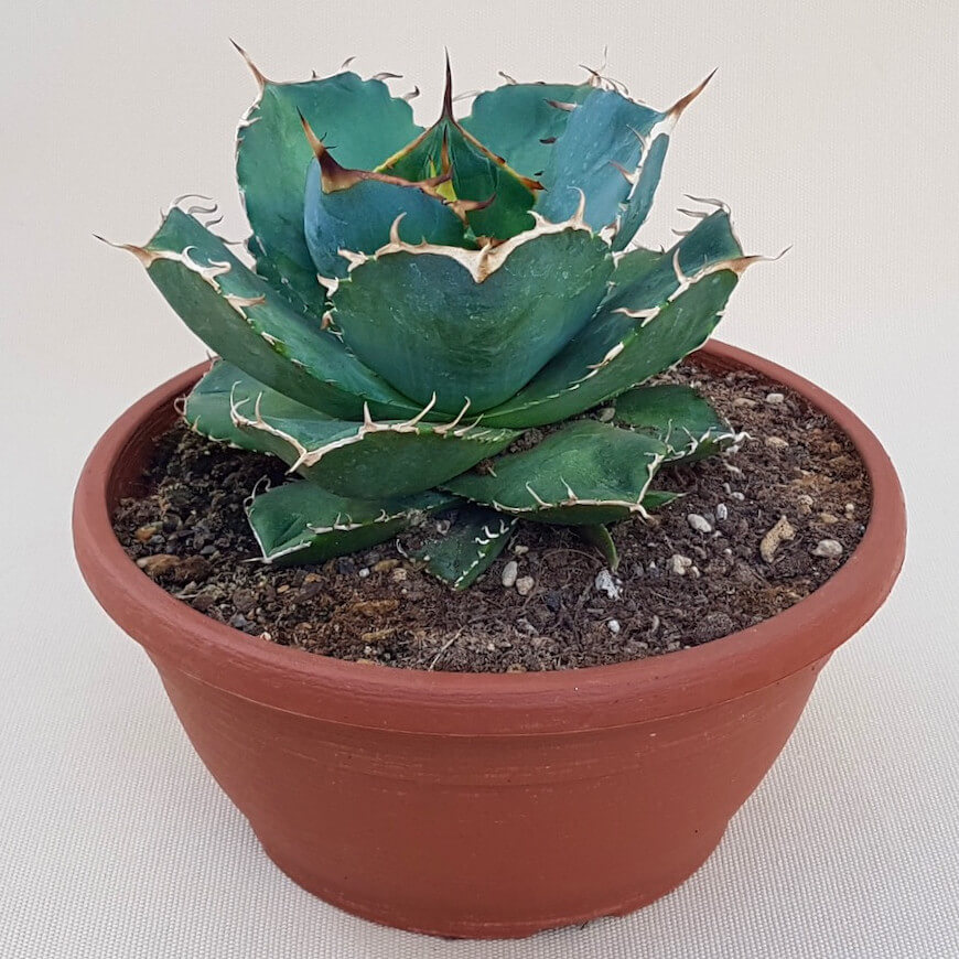 Agave titanota Agave titanota