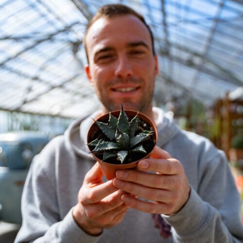 Agave utahensis var. nevadensis Ø 10,5 cm 697F