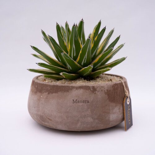 Agave victoriae-reginae variegata - Ligne Manera Choco 1304