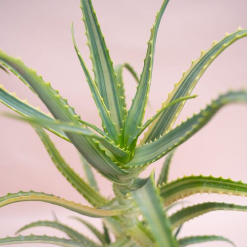 Aloe arborescens variegata Ø 18 cm cod. 1323