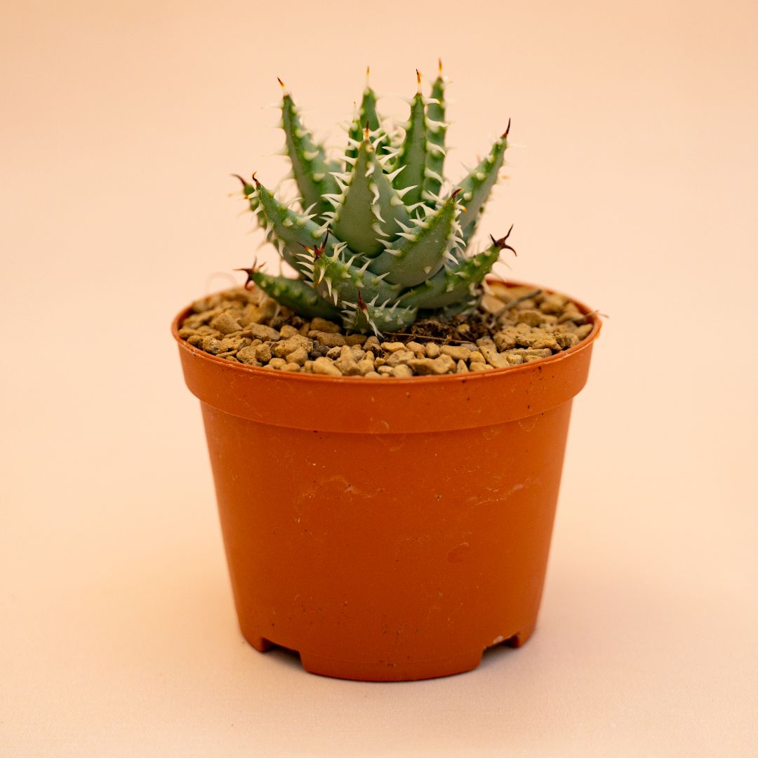 Aloe erinacea Ø 10,5 cm 669F