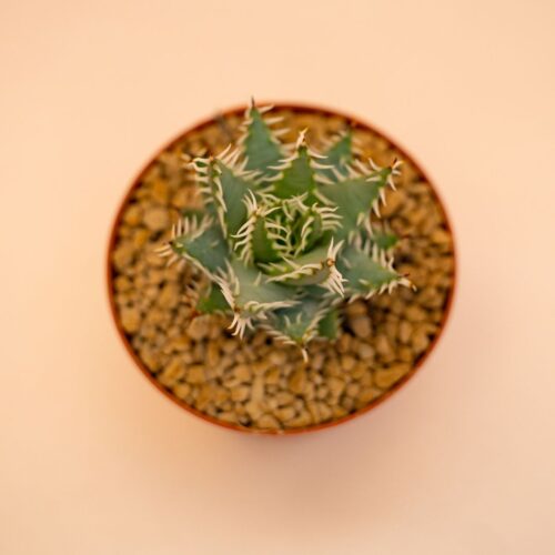 Aloe erinacea Ø 10,5 cm 669F