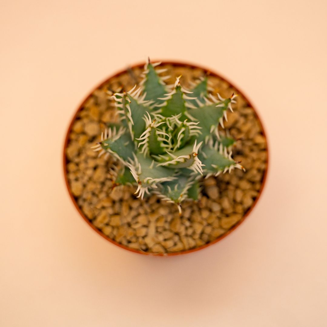 Aloe erinacea Ø 10,5 cm 669F
