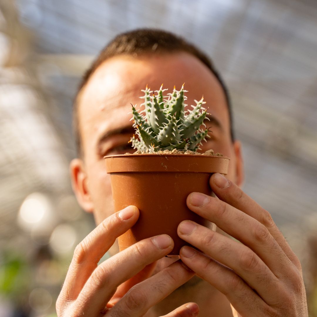 Aloe erinacea Ø 10,5 cm 669F