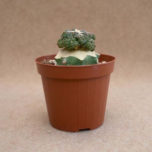 Ariocarpus fissuratus godzilla Ø12 cm