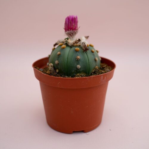 Astrophytum asterias nudum Ø 10,5 cm