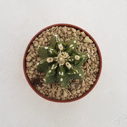 Astrophytum myriostigma fukuryu 75B | Astrophytum rare CactusMania