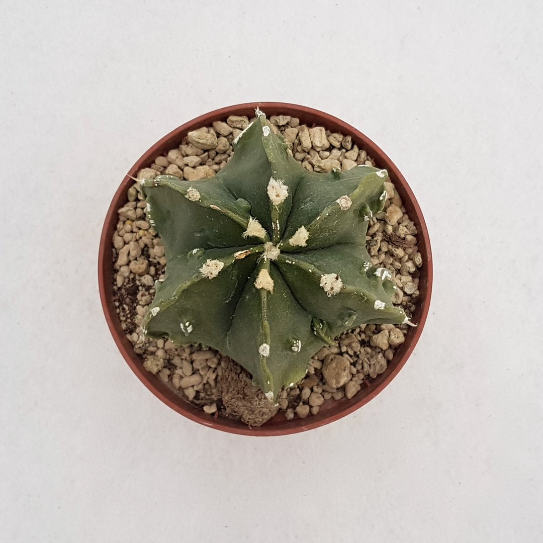 Astrophytum myriostigma fukuryu 80B | Astrophytum rare CactusMania