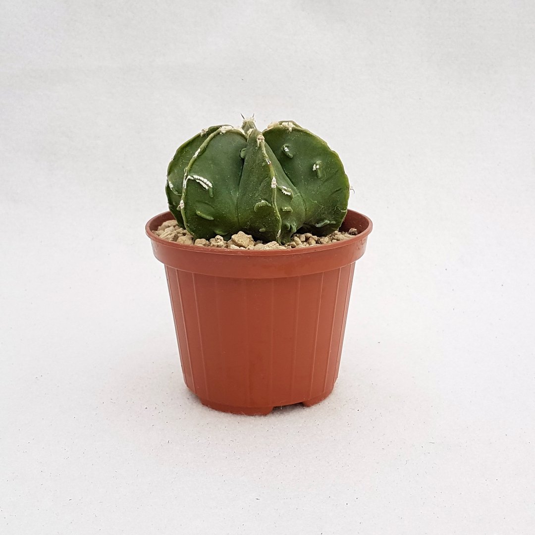 Astrophytum myriostigma fukuryu 80B | Astrophytum rare CactusMania