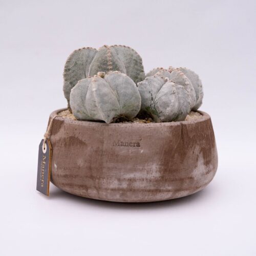 Astrophytum myriostigma - Ligne Manera Choco 1303