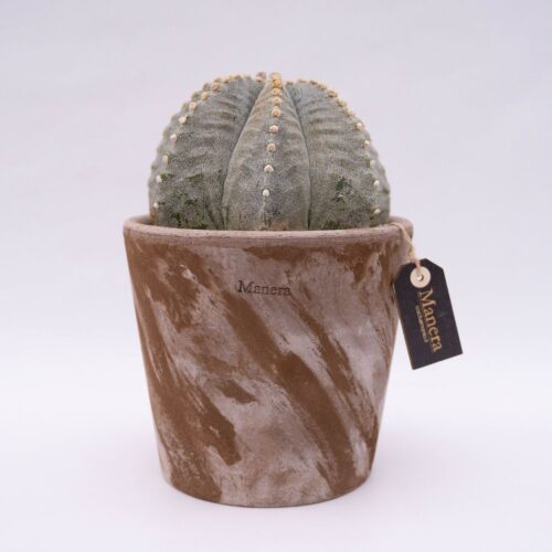 Astrophytum myriostigma - Ligne Manera Choco 1305