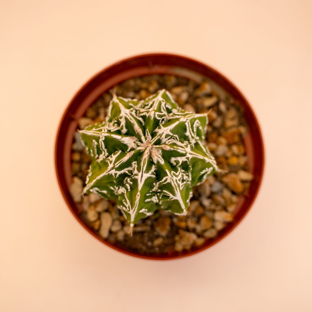 Astrophytum myriostigma ornatum fukuryu haku jo Ø 10,5 cm 647F
