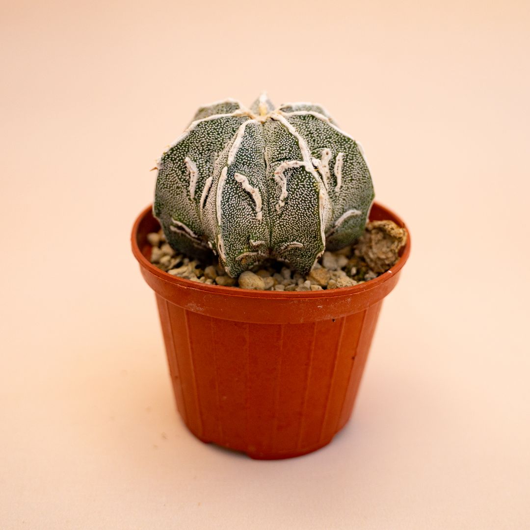 Astrophytum myriostigma ornatum fukuryu Ø 10,5 cm 644F