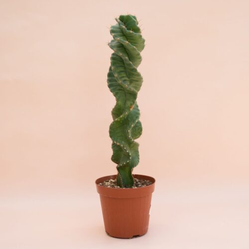 Cereus peruvianus spiralis Ø 14 cm