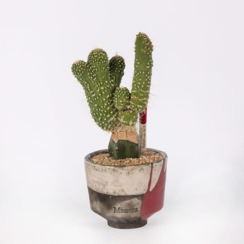 Cleistocactus jujuyensis mostruoso