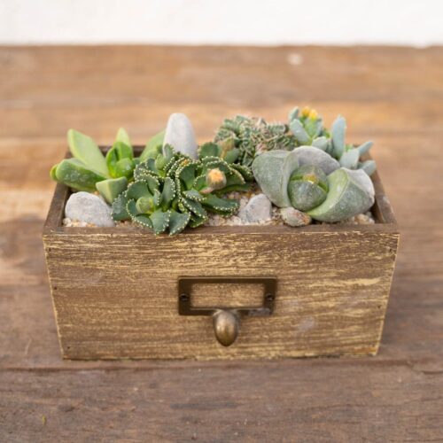 Composition Aizoaceae