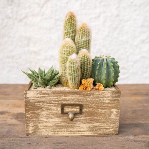 Composition Cactus & Haworthia