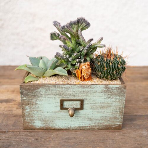 Mélange de cactus