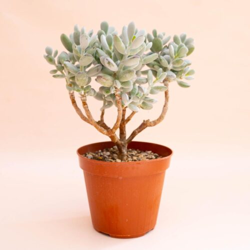 Cotyledon orbiculata Oophylla Ø 14 cm