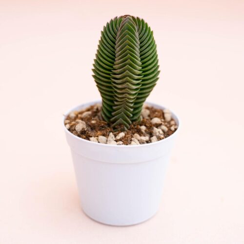 Crassula Buddha's Temple Ø 7,5 cm