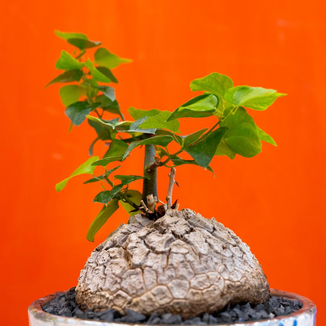 Dioscorea elephantipes Dioscorea elephantipes