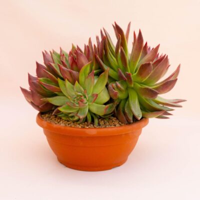 Echeveria agavoides Ø 30 cm