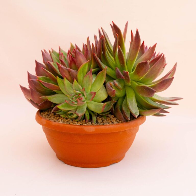Echeveria agavoides Ø 30 cm