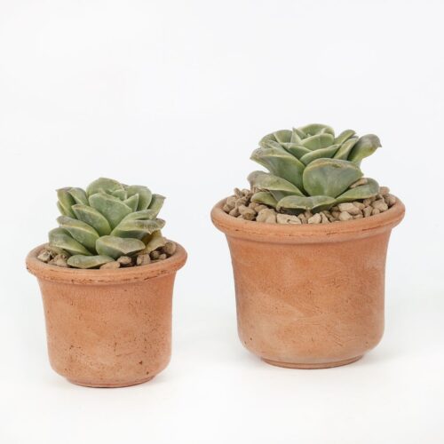 Echeveria Lovely Rose "Christmas"