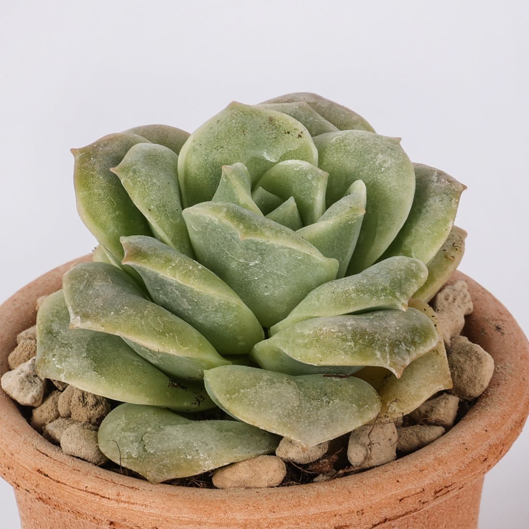 Echeveria Lovely Rose "Christmas"