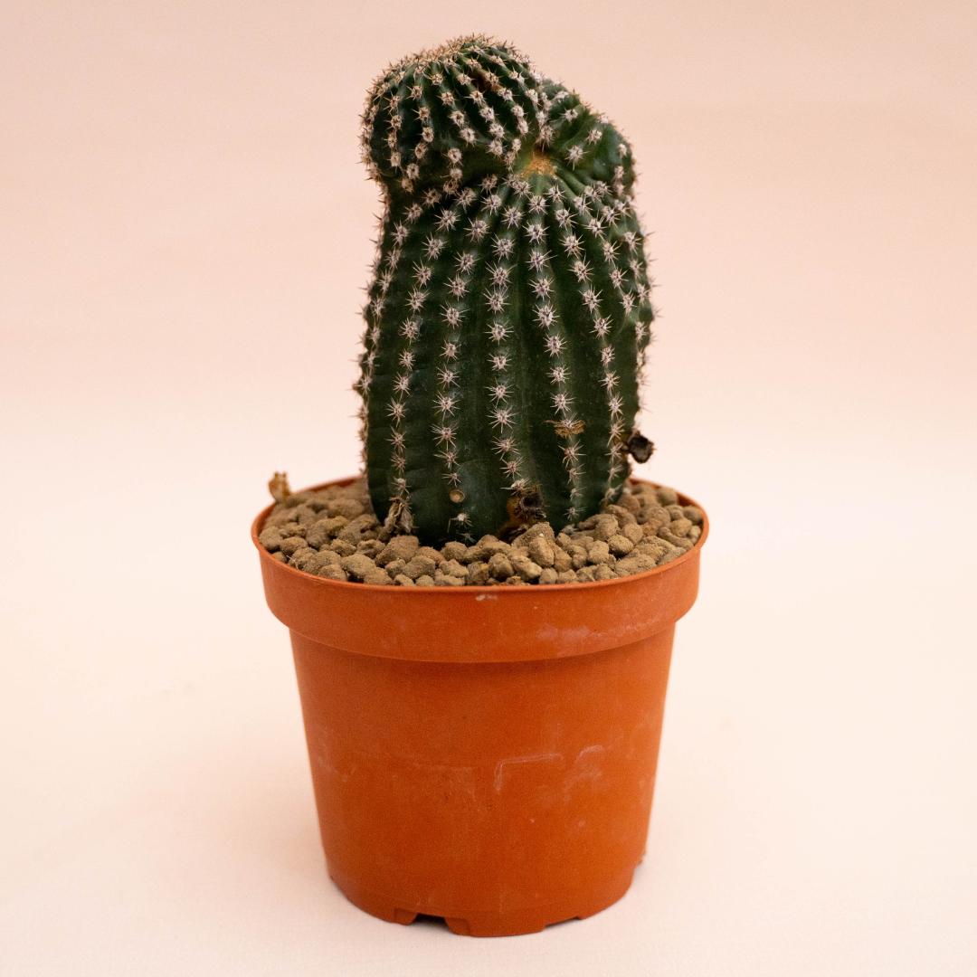 Echinopsis eyriesii Ø 12 cm