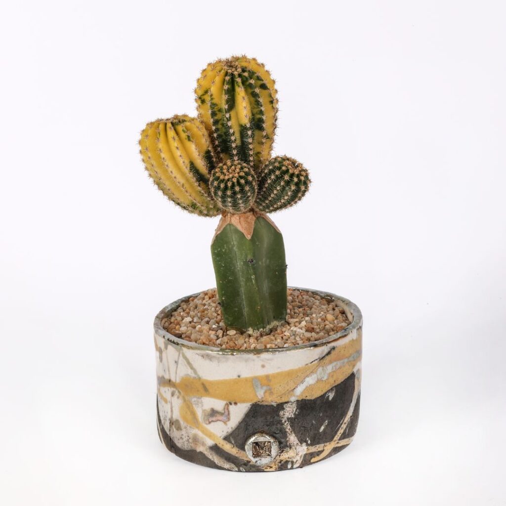 Echinopsis eyriesii variegato