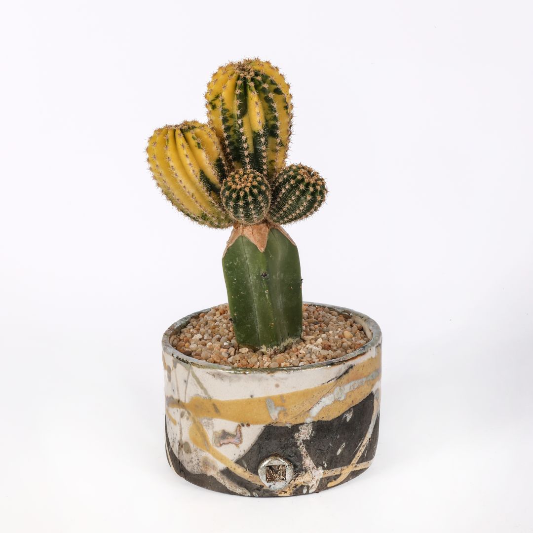 Echinopsis eyriesii variegato