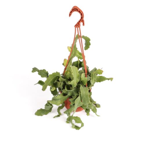 Epiphyllum guatemalense Monstrose Ø 15