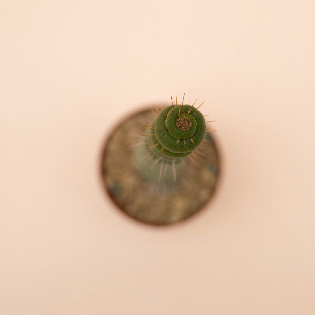 Eulychnia castanea spiralis 8 cm - 1311